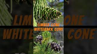 Whitebark Pine vs Limber Pine pinetree forestry outdoors hiking [upl. by Nyasuh]