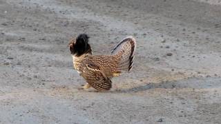 Ruffed Grouse courtship display [upl. by Chessa17]