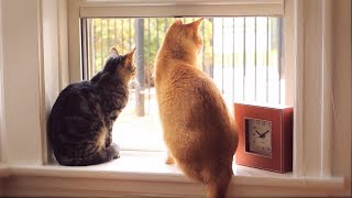 Open window indoor cats 10 min [upl. by Norty]