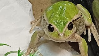 Animal Intro Unsual amazing Marsupial Tree Frogs Gastrotheca riobambae [upl. by Carvey]