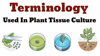 Terminology Used In Plant Tissue Culture  Lec 03 [upl. by Nanyk]