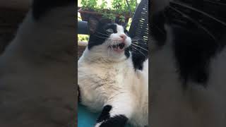 Videos gatos quotMisyfú maullandoquot [upl. by Philpot513]