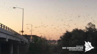 Waugh Street Bridge Bats [upl. by Anallij]