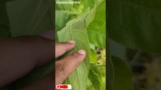 The Secrets of Nicotiana Tabacum The Tobacco Plant Explained paonegarden [upl. by Misti997]