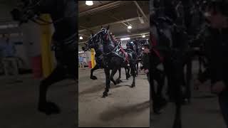 Royal Winter Fair Toronto 2023 6 horse hitch contestants come back to the Horse Palace [upl. by Ahtenak]