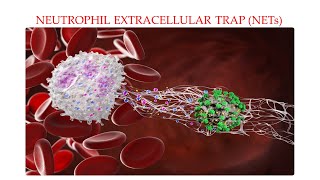 L35 Neutrophil Extracellular Trap NETs NETosis Part 2 Understanding Mechanisms Behind NETs [upl. by Atnima]