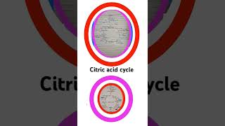 TCA cyclekrabes cycle respirationinplants physicswallah neetncertbiology botanynotes neet [upl. by Ezechiel]