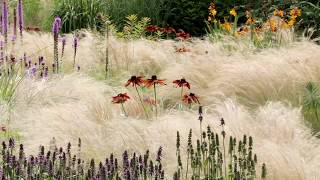 Waves of feathery Stipa [upl. by Nathanson314]