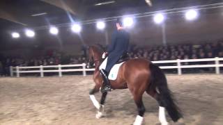 United kwpn  Stallion Show Van Uytert 2014 [upl. by Airdnna]