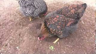 Four Month Old Chickens Aug 8 2011 [upl. by Suissac]