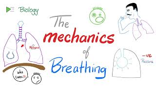 The mechanics of breathing 😮‍💨  Normal inhalation and exhalation  Respiratory Physiology [upl. by Domini]