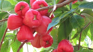 Refreshing and Unique Discovering the Magic of Wax Apples [upl. by Leak]