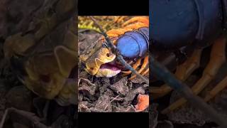 Centipede vs Rattle Snake Insane Footage [upl. by Haliehs]