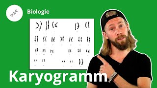 Karyogramm Was ist das und wozu braucht man es – Biologie  Duden Learnattack [upl. by Abbye986]