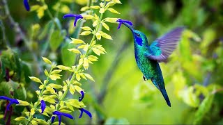 Sons de la Nature pour Dormir Relaxation Travailler se Concentrer  Bruits Nature Forêt Oiseaux [upl. by Sitra]