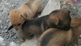 Những Chú Chó Con Dễ Thương Vô Đối  Cute puppy dogs videos  Cải TV [upl. by Fortin806]