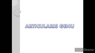 Articularis genu [upl. by Zerlina]