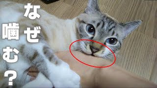 猫が噛む本当の理由と噛み癖対処法｜うちのシャムトラ猫が噛みつく [upl. by Lehcnom930]