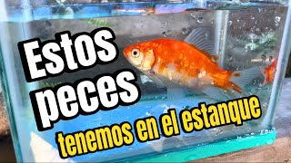 Peces para estanques [upl. by Lazaruk]