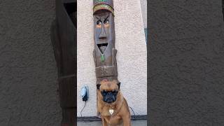 Welcome to Tiki Land 🌴tiki dog meme [upl. by Supple401]