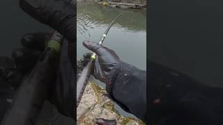 Klickitat River Fall Salmon subscribe river trending [upl. by Kuhlman]