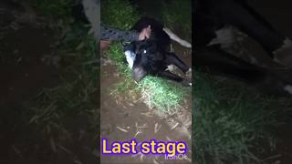 Treatment of trypanosoma in heafer अढैया बुखारfarmingyoutubeshortscowdiseasefunnyfunnyvideo [upl. by Hyatt579]