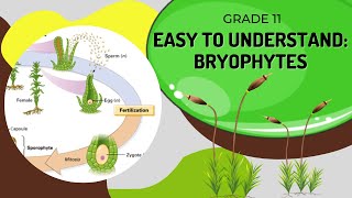 Bryophytes [upl. by Maxim]