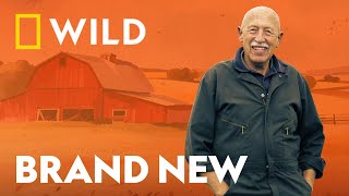 Dr Pols Jubilee Season in Farmland Michigan  The Incredible Dr Pol  National Geographic UK [upl. by Nielsen]