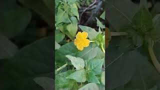 Maravilha mirabilis jalapa plantaslindas flores [upl. by Coombs]