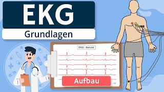 EKG  Grundlagen einfach erklärt Entstehung Ableitungen [upl. by Dilan357]