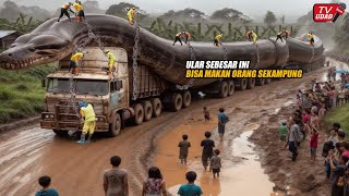 Akhirnya Ular Terbesar di Dunia Sepanjang 100 Meter Dikeluarkan Dari Dalam Hutan Bikin Heboh [upl. by Retsim66]