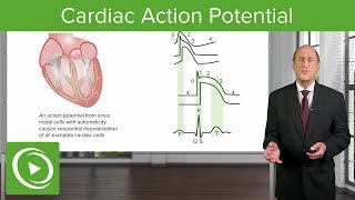 Heart Muscle myocardium Action Potential  Cardiology [upl. by Kinsley]