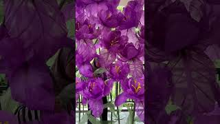 Giant irises giantflowers weddingflowers wedding [upl. by Sualohcin112]