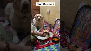 Dhanteras special 😇  labra rubi  youtubeshorts shorts labrador dog cute funny viralsongs [upl. by Skinner]