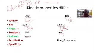 Basic Concepts Enzymes Glucokinase vs Hexokinase [upl. by Sirak]