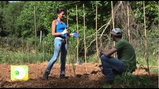 ECO LIFE ΦΥΤΕΥΟΥΜΕ ΕΛΛΗΝΙΚΕΣ ΠΑΡΑΔΟΣΙΑΚΕΣ ΠΟΙΚΙΛΙΕΣ ΛΑΧΑΝΙΚΩΝ [upl. by Takakura]