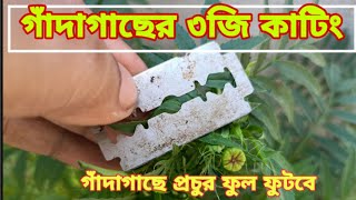 প্রচুর ফুল পেতে গাঁদাগাছের ৩জি কাটিং করুন।marigold 3g cutting [upl. by Ecnerewal]