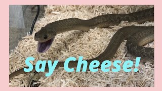 How African EggEating Snakes Eat [upl. by Legin]