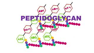 Peptidoglycan [upl. by Recor]