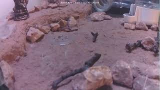 🐜 Arena Day 1173 2 Messor Barbarus Ant Farm Video Diary [upl. by Bob961]