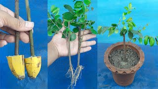 How to grow Averrhoa CarambolaStar FruitKamranga plant from cutting [upl. by Acemaj598]