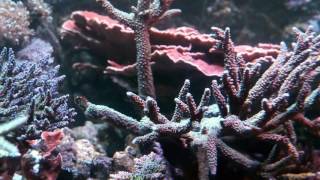 o2manyfish 400g Reef  June 2016  Narrated [upl. by Schurman]