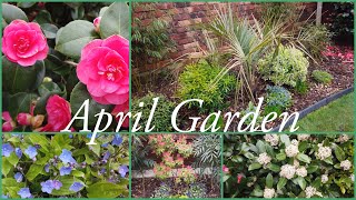 April garden tour Spring update UK in My walled garden 2023 flowers amp shrubs [upl. by Swartz]