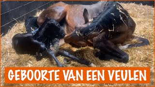 ER WORDT EEN VEULENTJE GEBOREN  PaardenpraatTV [upl. by Crelin]