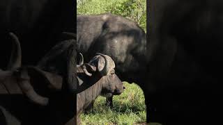 Massive African Buffalo Bulls Up Close Power amp Majesty in the Wild [upl. by Aronal408]