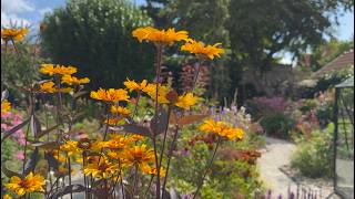 Late July Cottage Garden Tour Stunning Perennials in Bloom  Perennial Garden [upl. by Roi]