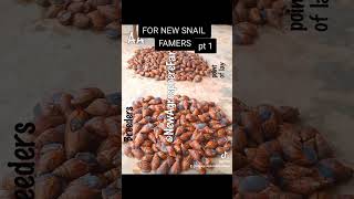 How to start Snail Farming in Africa for beginners snails snailery achatina snail landsnails [upl. by Ynaffad]