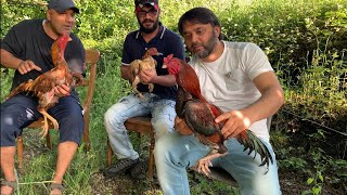 Quality Pakistani Aseel Chickens in UK [upl. by Dayir]