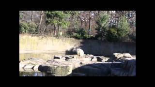 Berlin Zoo  Knut the polar bear Dies 19 March [upl. by Ahsitauq226]