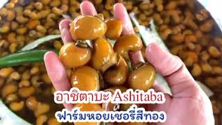 อาชิตาบะ Ashitaba ฟาร์มหอยเชอรี่สีทอง ต้ม ผัด แกง ทอด นึ่ง ก็อร่อย [upl. by Kendricks]